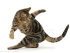 SPAs - Is the Cat Chasing its Tail?